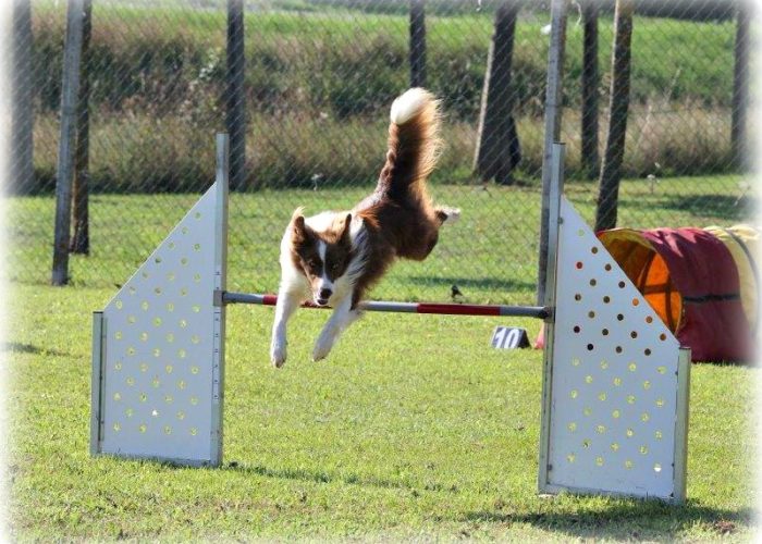 Agility dog macerata colmurano