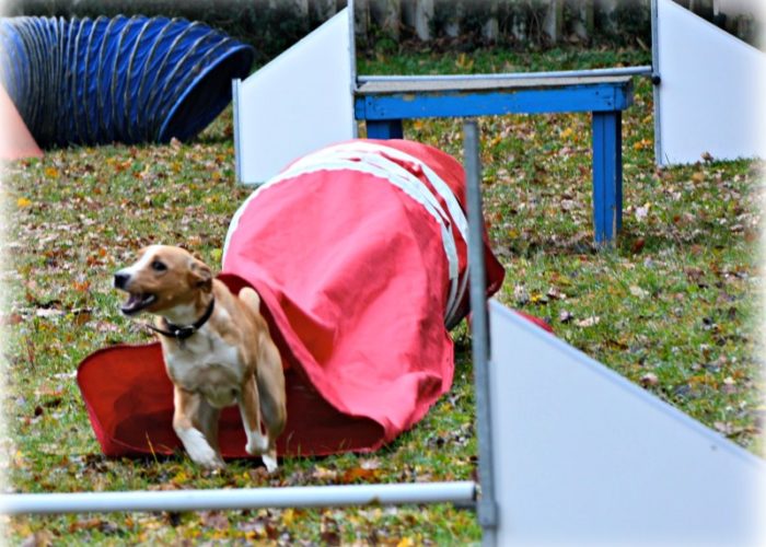 agility dog macerata colmurano rosso